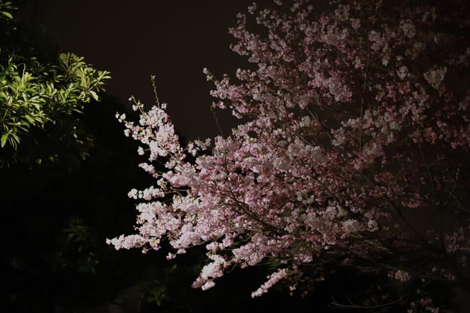 花見夜桜anyy