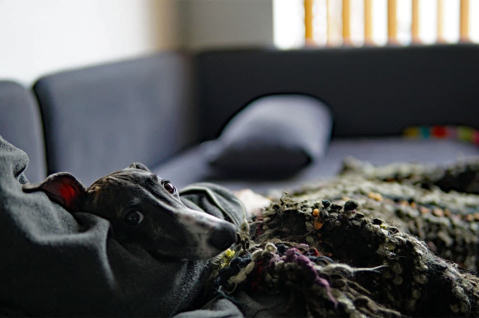 ウィペットwhippetハナ