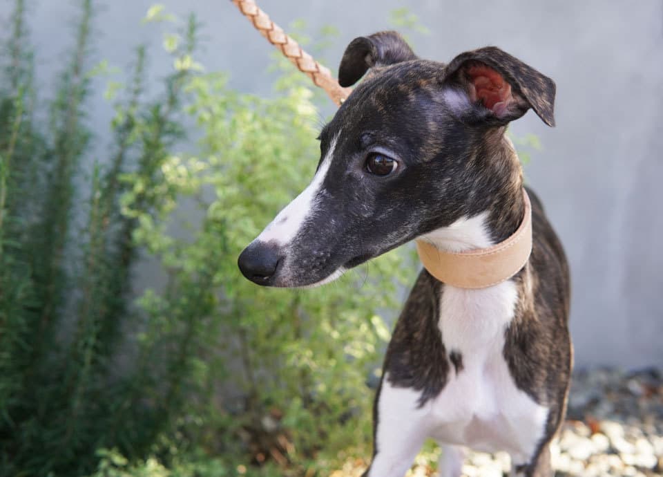 ウィペットwhippetハナ