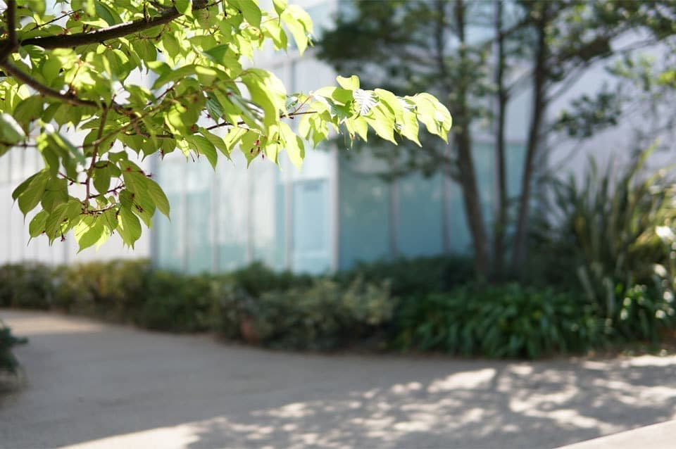 代官山蔦屋新緑