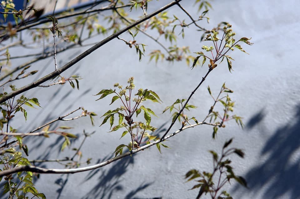 落葉樹アオダモ