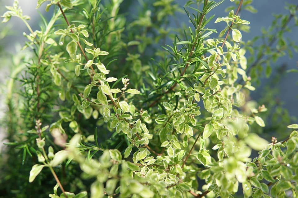 ミントブッシュ