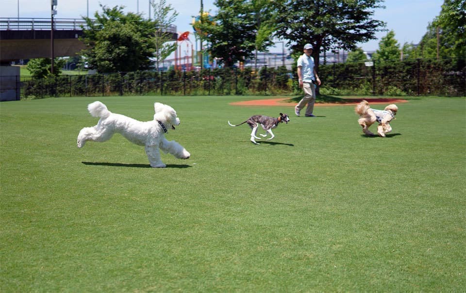 ウィペットwhippetハナ