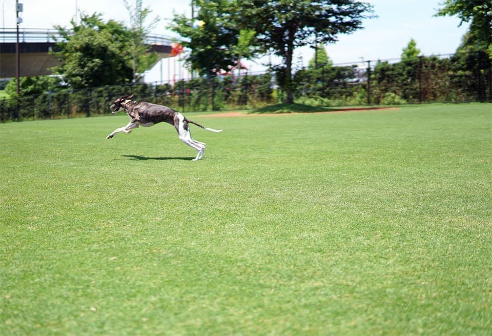 ウィペットwhippetハナ