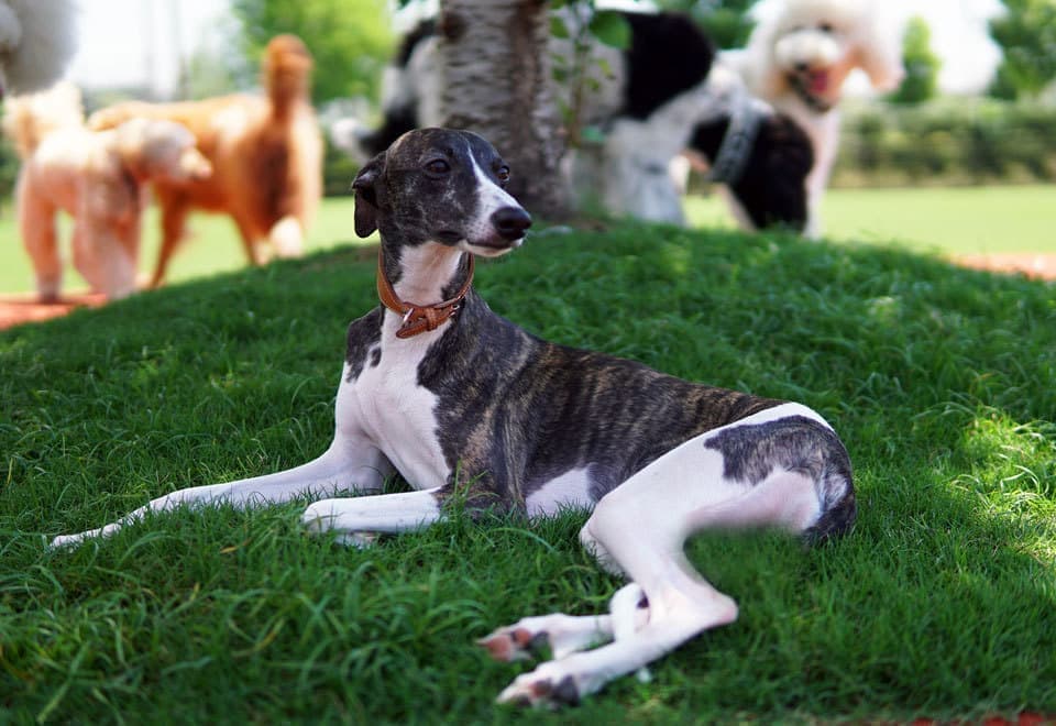 ウィペットwhippetハナ