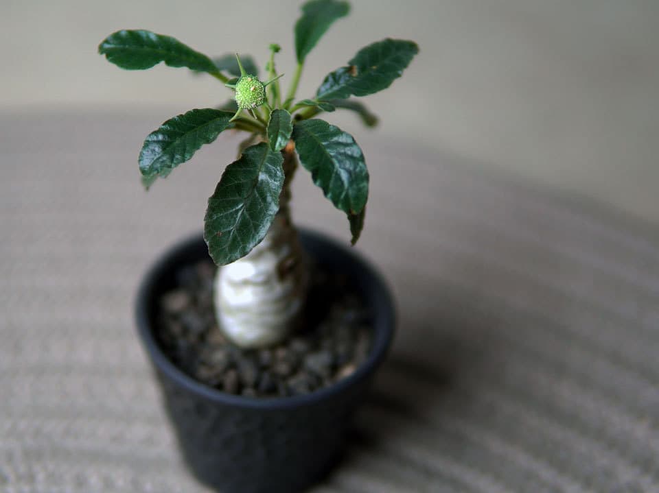 ドルステニアフォエチダ