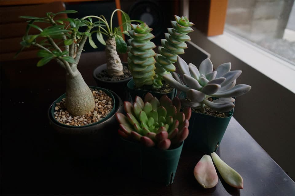 観葉植物インテリアグリーン