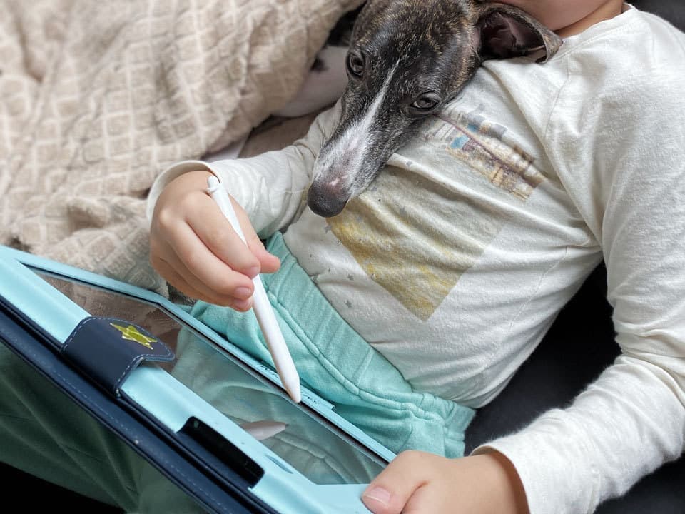 ウィペットwhippetハナ