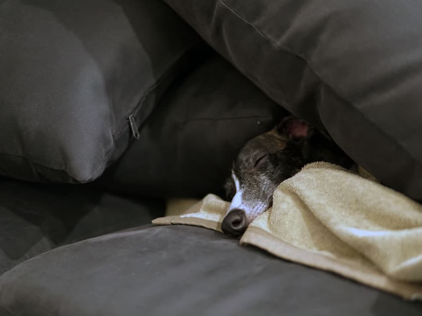 ウィペットwhippetハナ