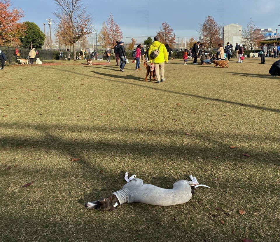 ドッグランwhippetウィペット