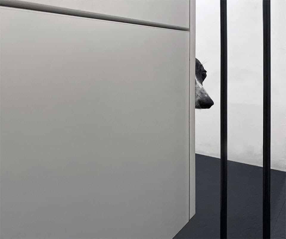 ウィペットwhippetハナ