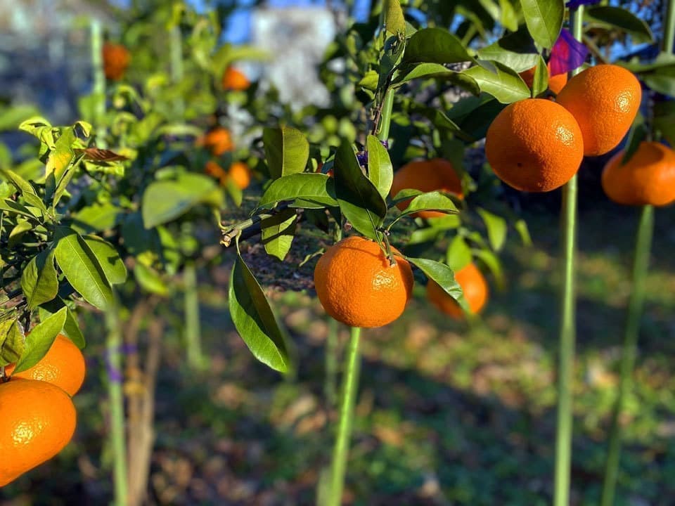 みかん畑
