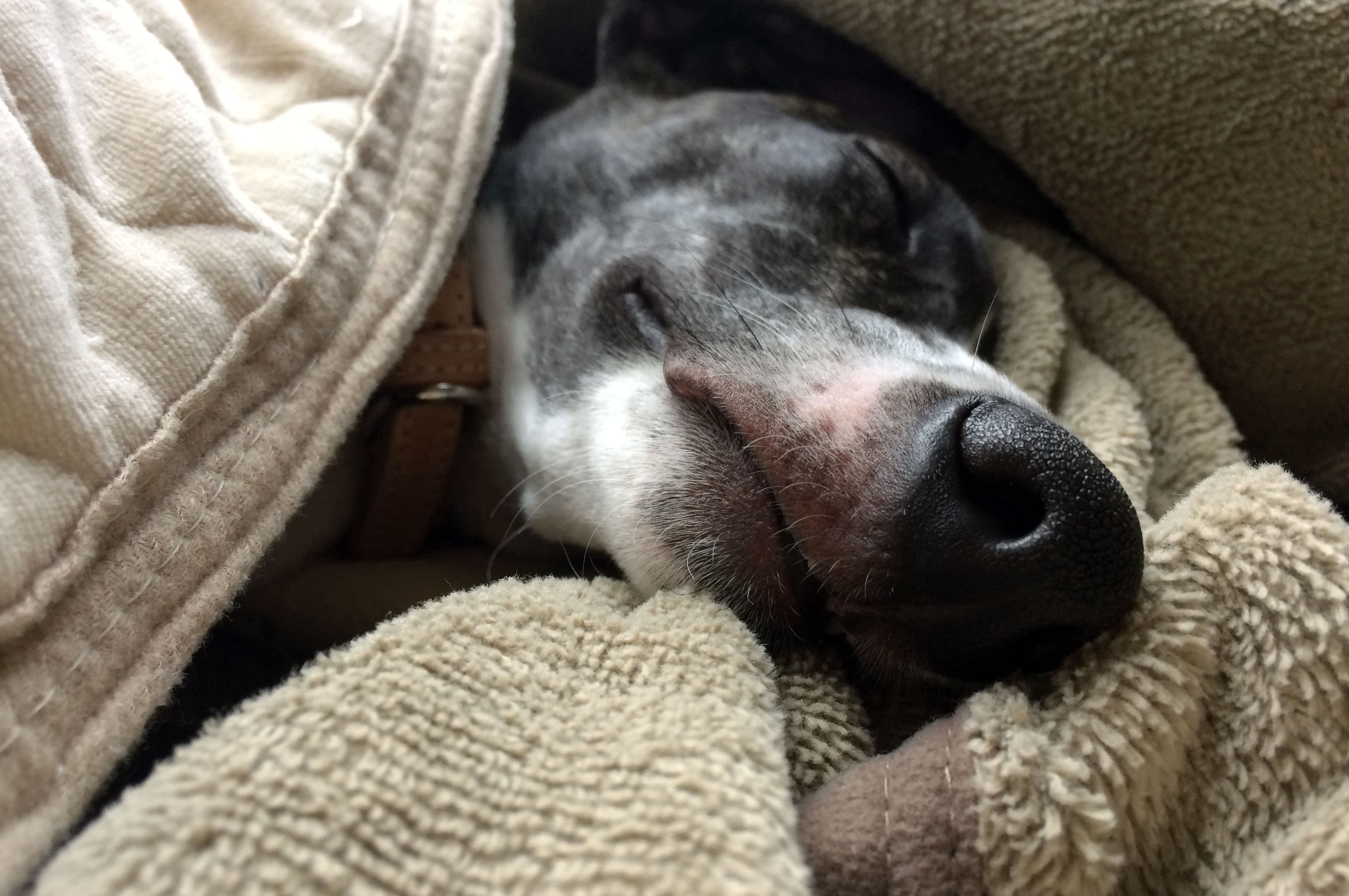 ウィペットwhippetハナ