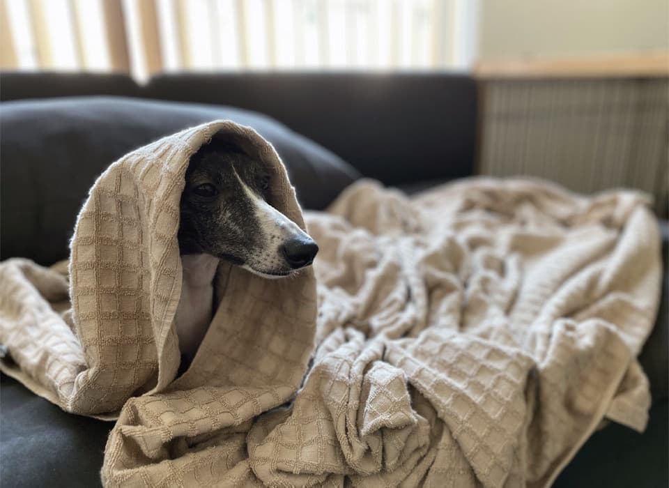 ウィペットwhippetハナ