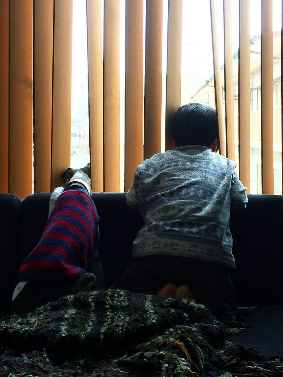 似たもの同士ウィペット