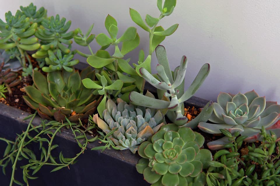 多肉植物プランター