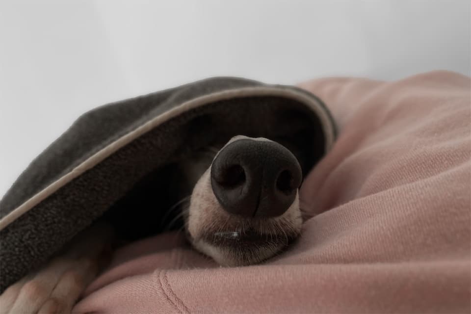 anyyウィペットのハナさん